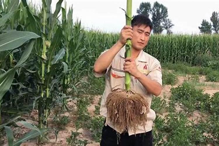 花生什么时候施肥最合适