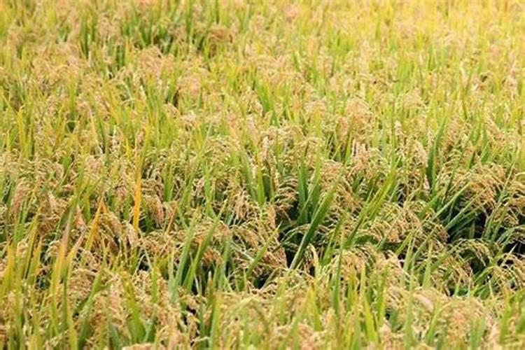 14一羟基芸苔素甾醇与多菌灵浸种万以吗