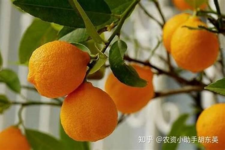 柠檬树开花结果后如何管理？