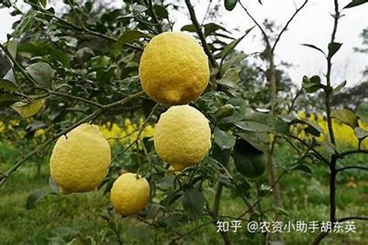 柠檬开花打不打药