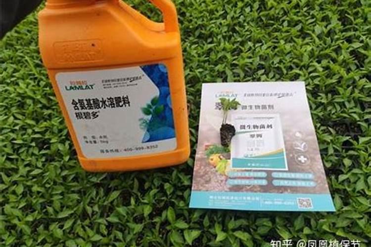 兰花施什么肥好