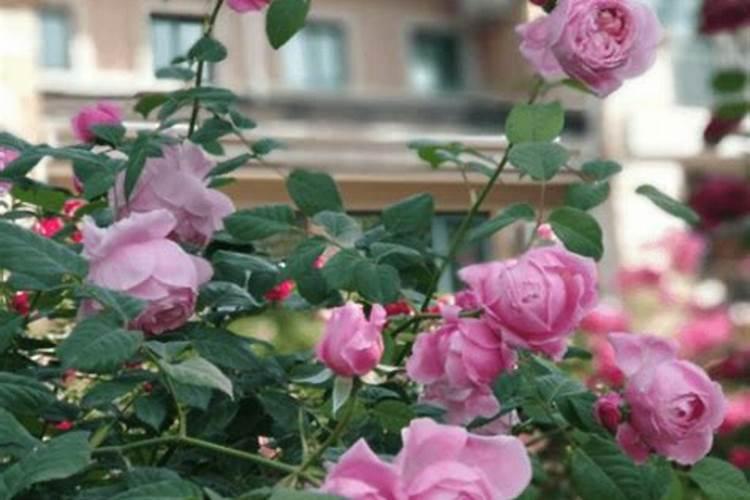 打药和施肥能同时进行吗