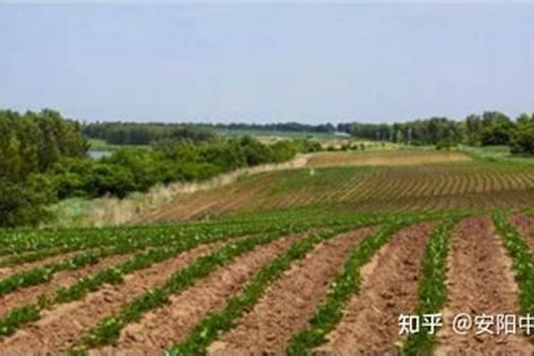 板栗园如何施用硼肥？