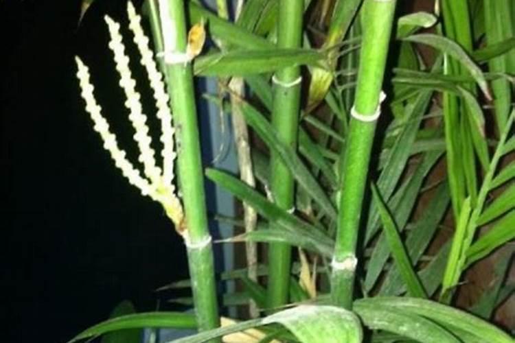 硫酸钾与普通复合肥的区别是什么？