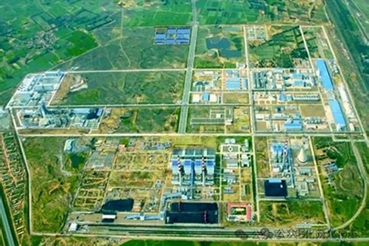 卫矛这么好的盆景素材,为什么没有人喜欢