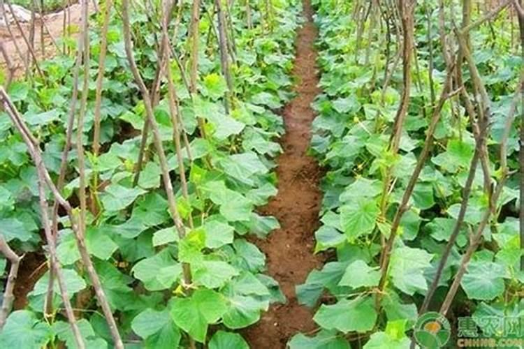 烯磷酸钾为什么网购很少有卖？