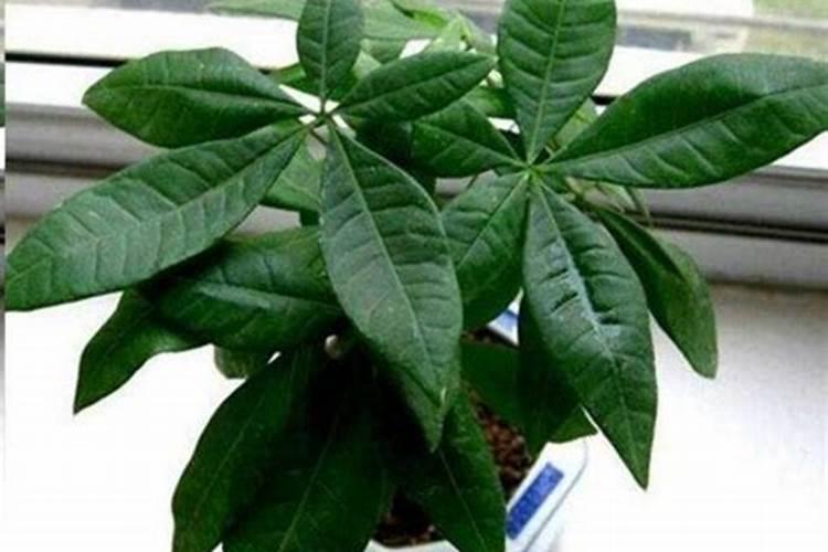 17一17一17复合肥几月份用对耙耙柑最有效