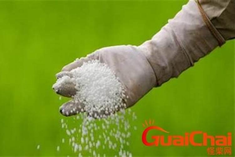 发财树如何施肥