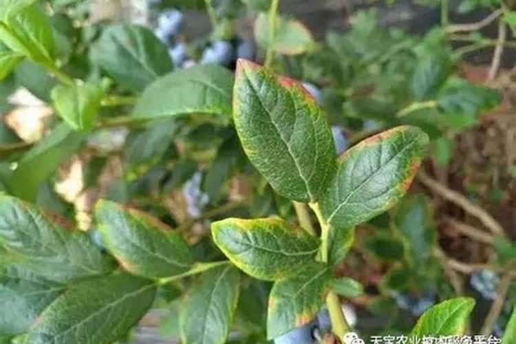 蓝莓掉果是什么原因