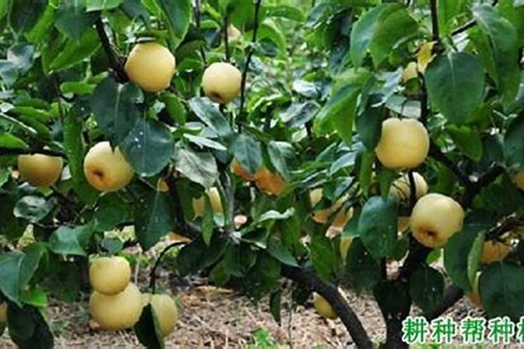 含钾高的蔬菜