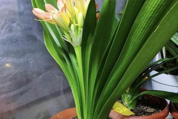 一桶30斤水配多少磷酸二氢钾