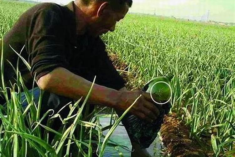 400斤水配多少黄腐酸钾灌根