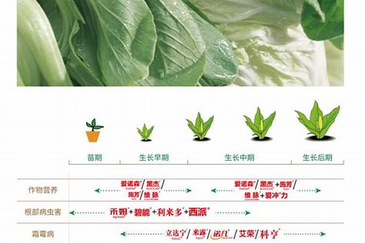 我想问现在叶菜类用什么旪面肥好