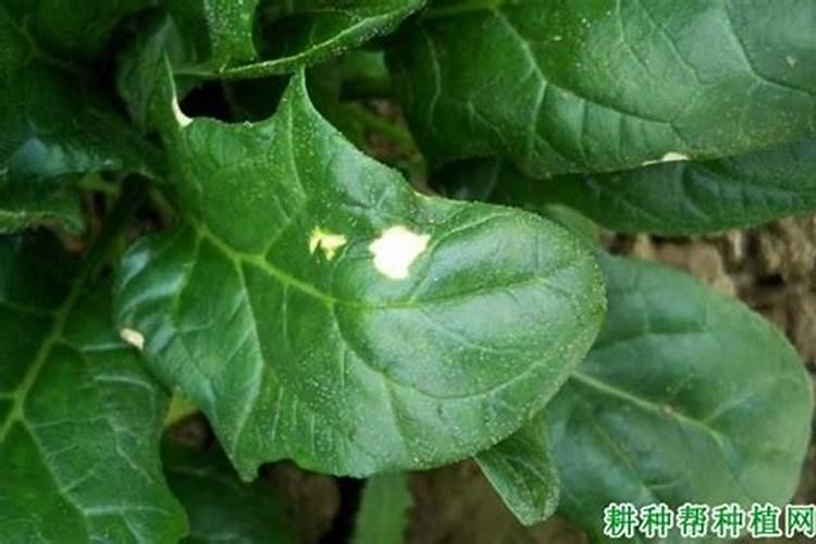 芸豆花期打什么叶面肥