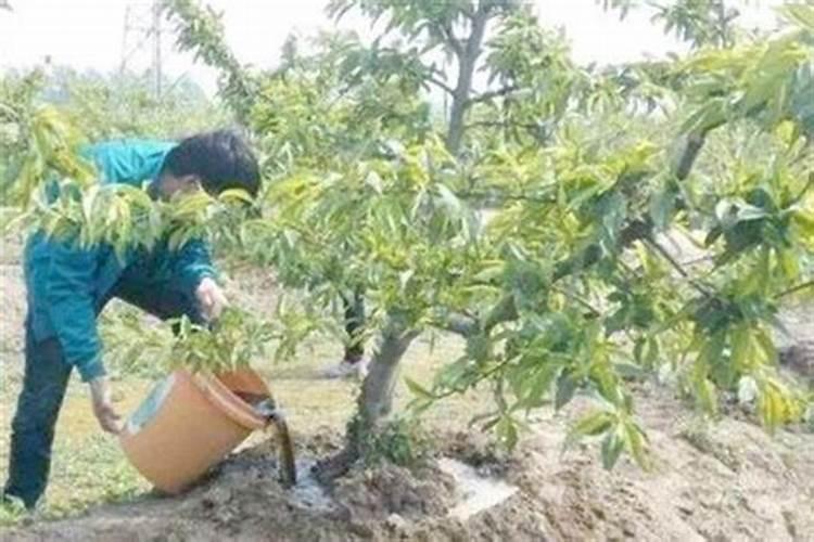 桃树施肥最佳时间