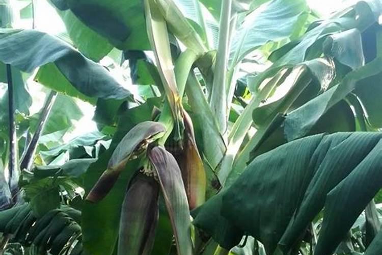 香蕉挂果的时候用什么肥料最好？