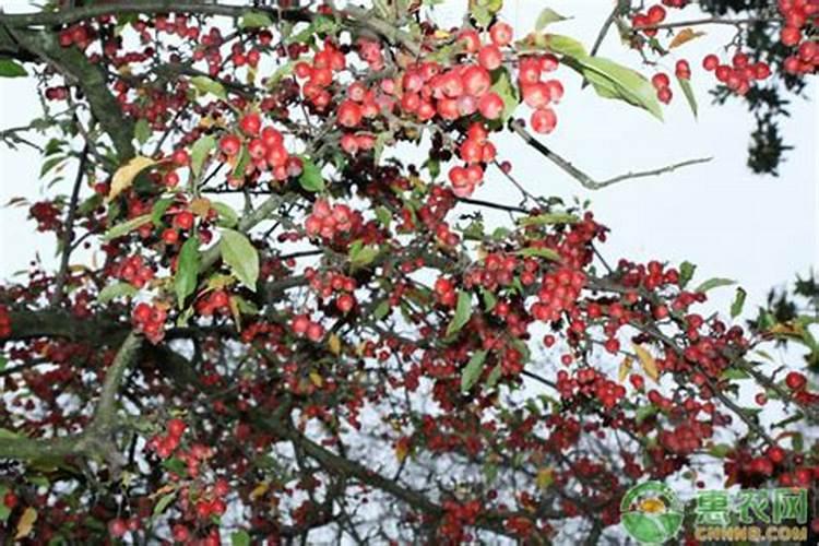 果树花期补硼、花后补钙,补错了果子当然长不好