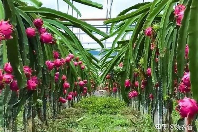 黄瓜鱼的鱼籽干炒营养吗？