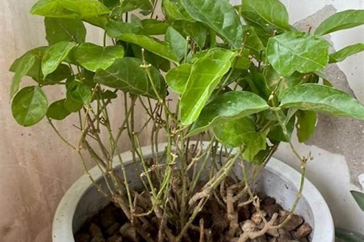 茉莉花怎么施肥施什么肥