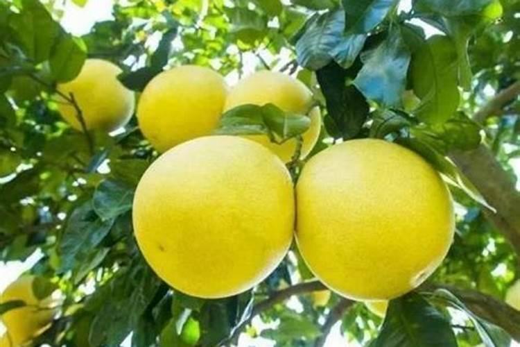 各种无机盐对植物生长的作用