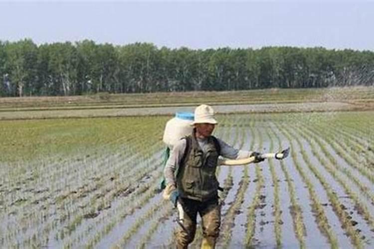 白杨树怎么样栽培