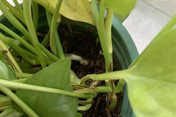 雨后大棚蔬菜需要立即通风降温吗