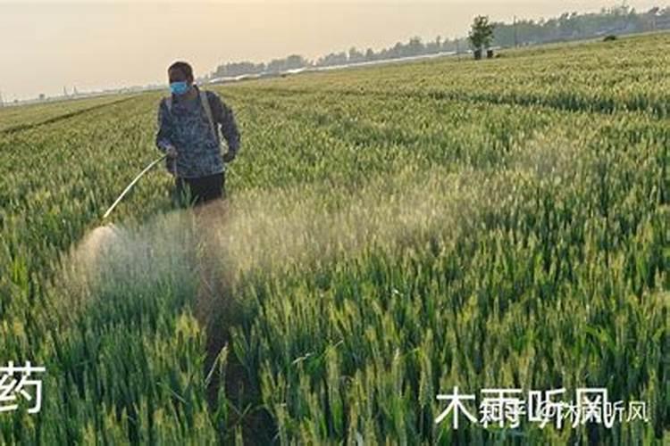 水溶肥正确的施用方法有哪些