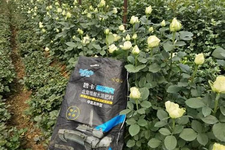 微量元素肥料有哪些 微量元素肥料有什么作用