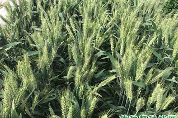 散花的种植和管理