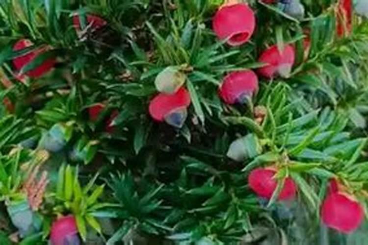 散花种植多少天收获