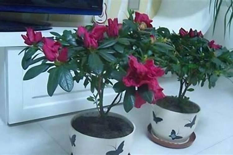 杜鹃花怎样浇水施肥