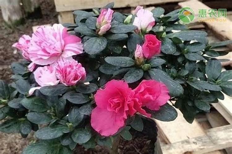 杜鹃花怎样浇水施肥？
