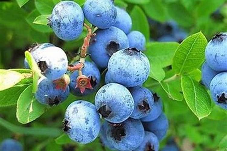 蓝莓是忌氯植物可以使用亲土一号水溶肥料吗？