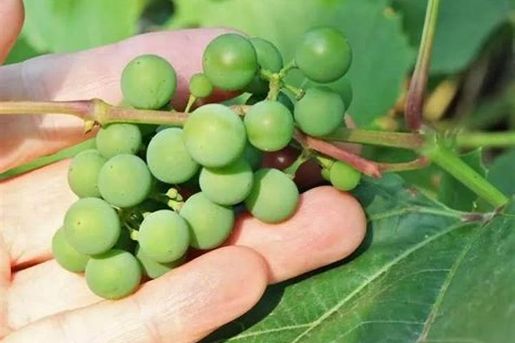 桃树补钙用什么好钙肥