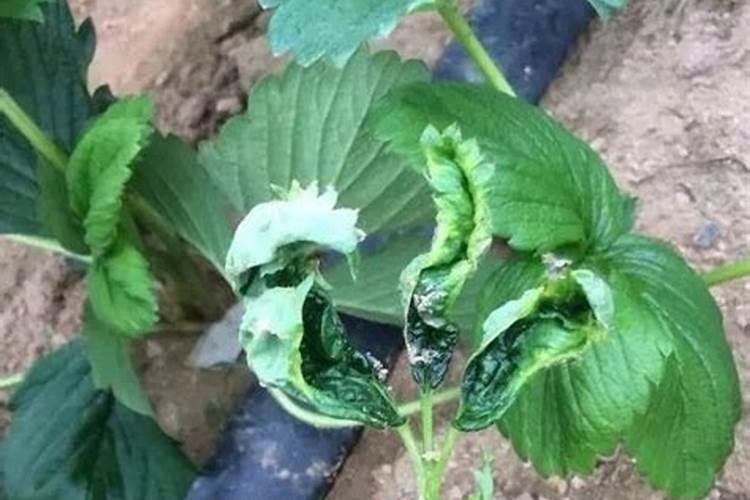 草莓用什么水溶肥好？看了这篇文章就知道了!