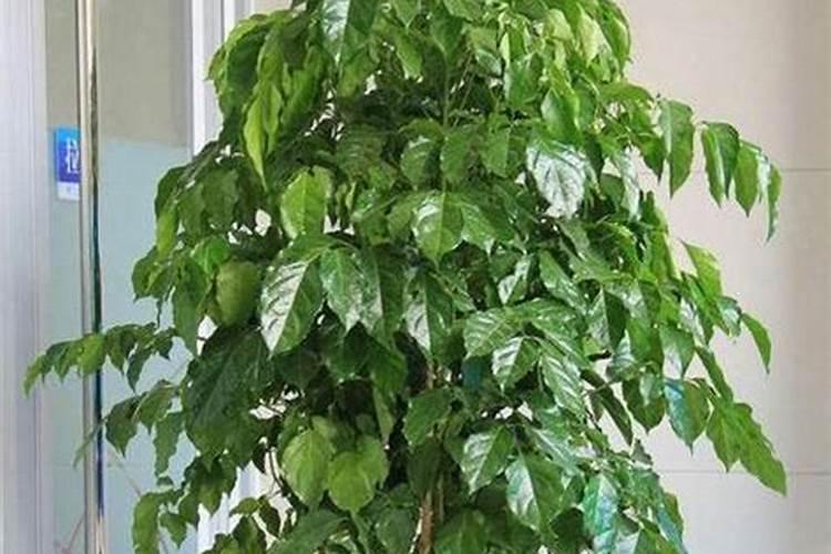 种植小麦该如何施用磷肥？施用磷肥有什么好方法？