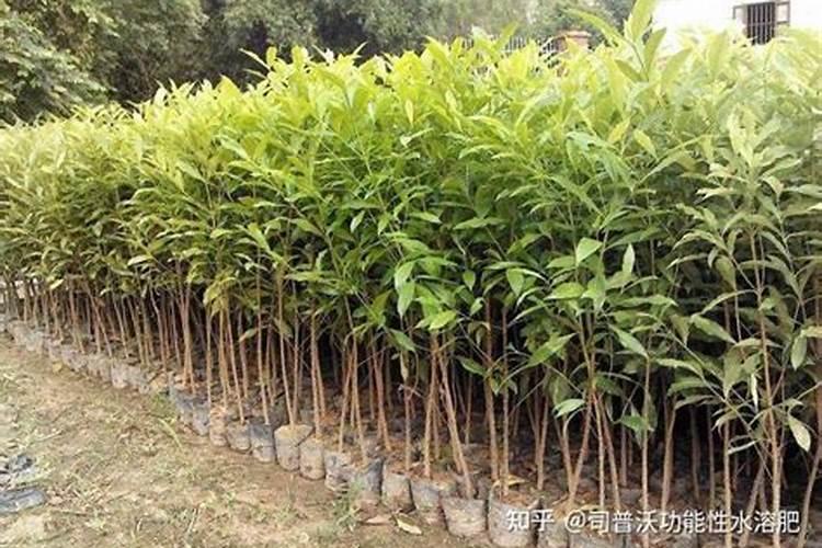 哪些食物中的磷元素含量丰富(磷含量高的食物)