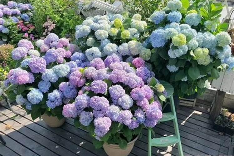 绣球花夏季怎么浇水 夏季需要施肥吗