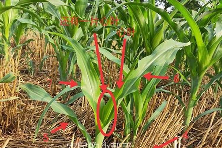 西红柿对花当天能打硼吗