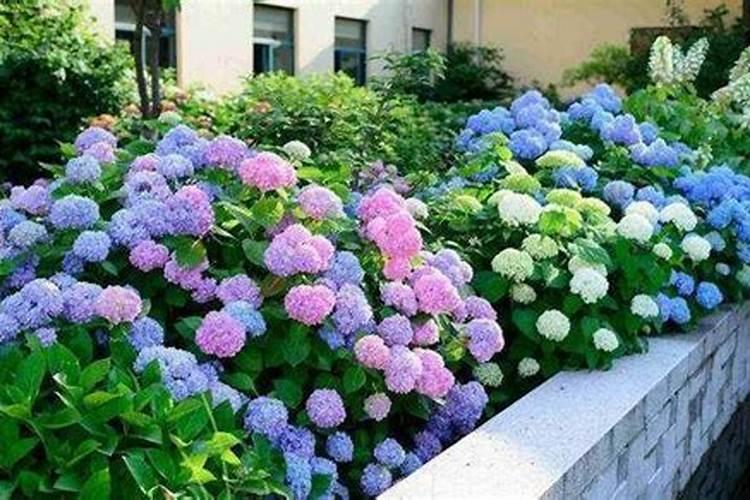 绣球花夏天怎么养护