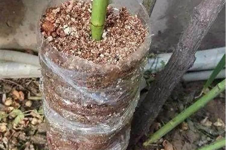 葫芦怎么人工授粉