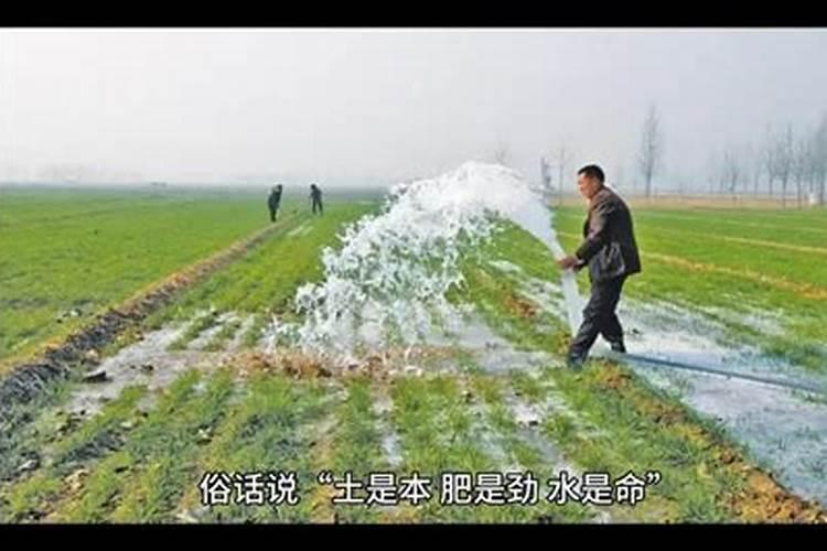 小麦追肥用尿素还是复合肥好