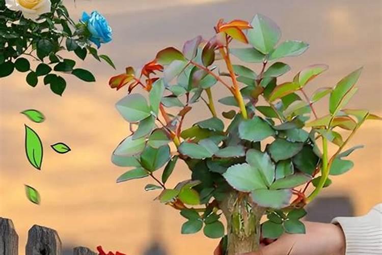 玫瑰花施什么肥最好