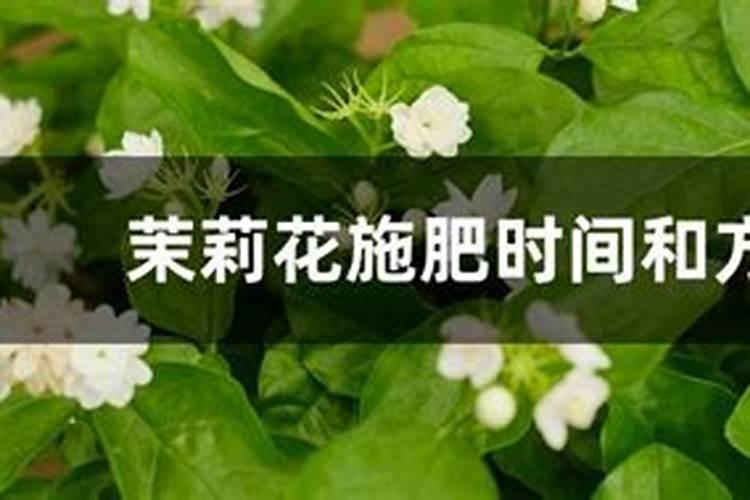 盆栽茉莉花施什么肥会比较好 茉莉花花期介绍