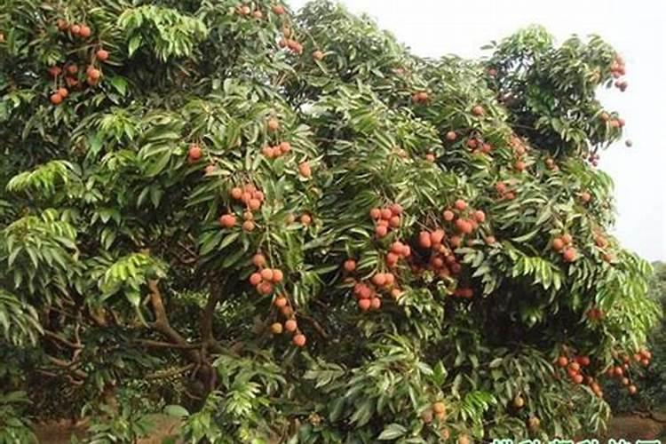 荔枝成年树施肥有怎样的施肥方式？