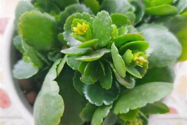 长寿花是草本还是木本,怎样给长寿花施肥