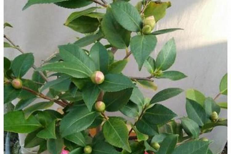 含氮高的肥料有哪些