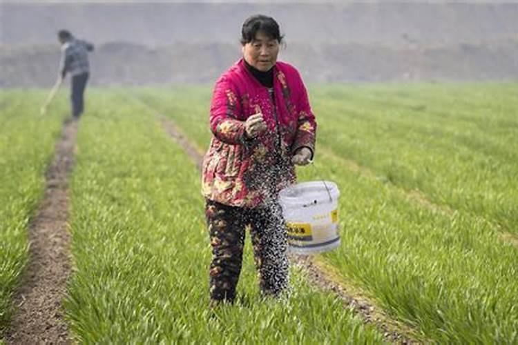 硝酸磷肥在葡萄上的作用