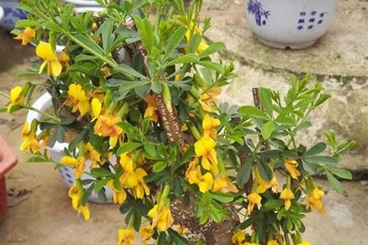 最耐旱的十大农作物