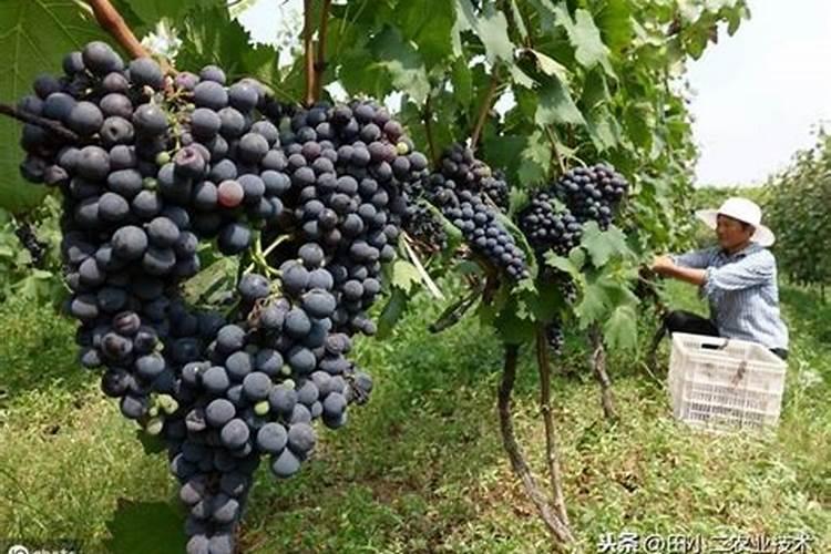 柚子树怎么剪枝,修剪技术与图解